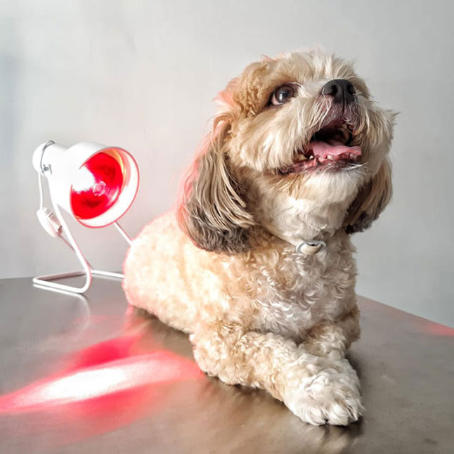 cachorro em uma sessão de terapia infravermelha