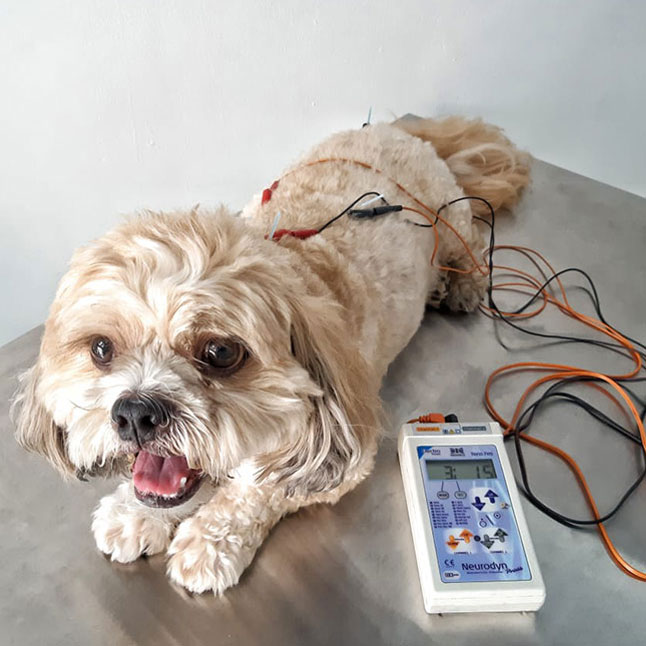 cachorro em uma sessão de eletroacupuntura