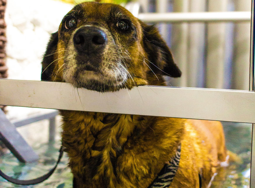 cachorro em uma sessão de fisioterapia